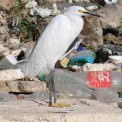 Egretta thula
