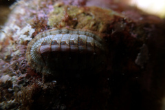 Ischnochiton smaragdinus