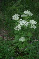 Pleurospermum uralense