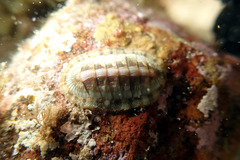 Ischnochiton smaragdinus