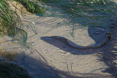 Gymnothorax mordax