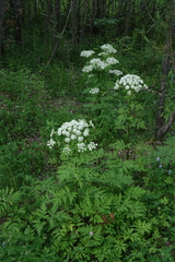 Pleurospermum uralense