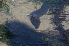 Gymnothorax mordax