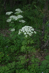 Pleurospermum uralense