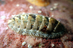 Rhyssoplax diaphora