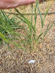 Panicum decompositum