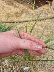 Panicum decompositum