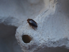 Coptotomus