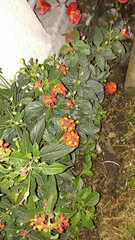 Lantana horrida