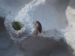 Coptotomus