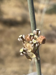 Asclepias albicans × subulata