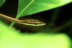 Oxybelis microphthalmus