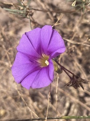 Ipomoea ternifolia leptotoma
