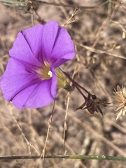Ipomoea ternifolia leptotoma