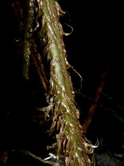 Cyathea colensoi