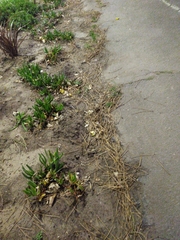 Carpobrotus edulis