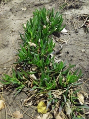 Carpobrotus edulis