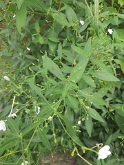 Rhinacanthus nasutus