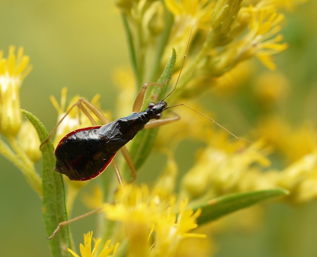 Nabicula subcoleoptrata