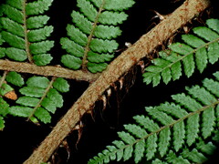 Cyathea colensoi