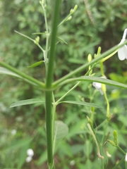Rhinacanthus nasutus