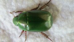 Anoplognathus punctulatus