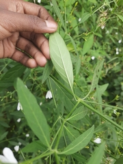Rhinacanthus nasutus