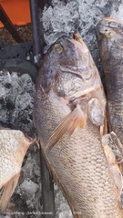Acanthurus xanthopterus