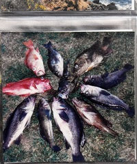 Hexagrammos decagrammus