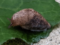 Deroceras reticulatum