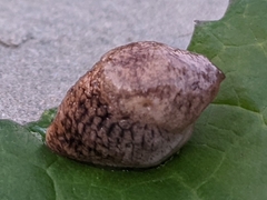 Deroceras reticulatum