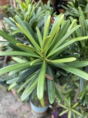 Podocarpus costalis
