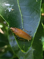 Balta bicolor