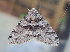 Phigalia denticulata