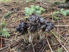 Helvella vespertina