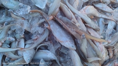 Doryteuthis opalescens