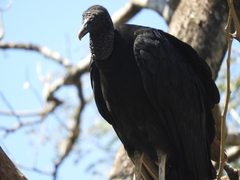 Coragyps atratus