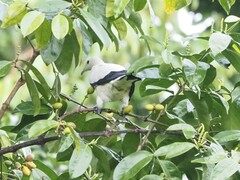 Ducula bicolor