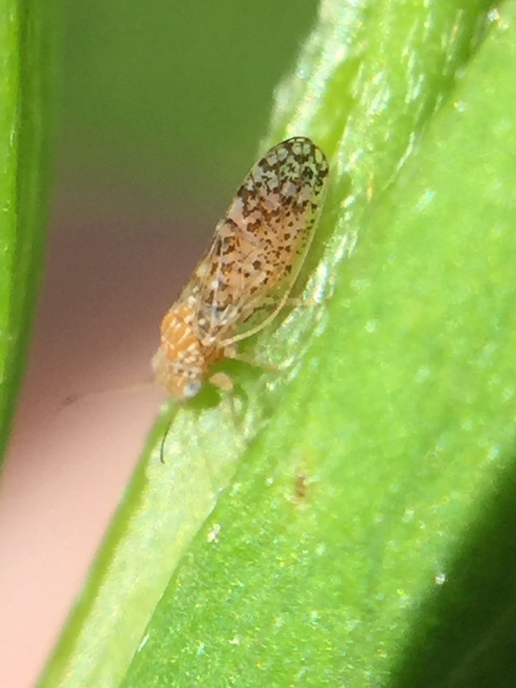Psyllid