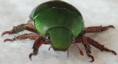 Anoplognathus punctulatus