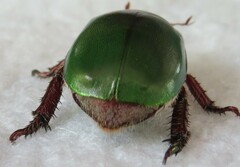 Anoplognathus punctulatus