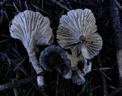 Spodocybe trulliformis