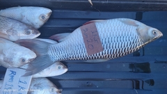 Leptobarbus hoevenii