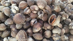 Tegillarca