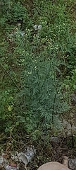 Parthenium hysterophorus