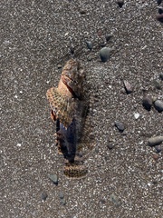 Scorpaenidae