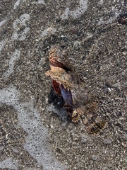 Scorpaenidae