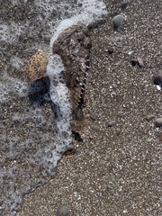 Scorpaenidae