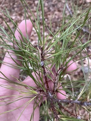 Pinus virginiana