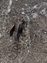 Scorpaenidae